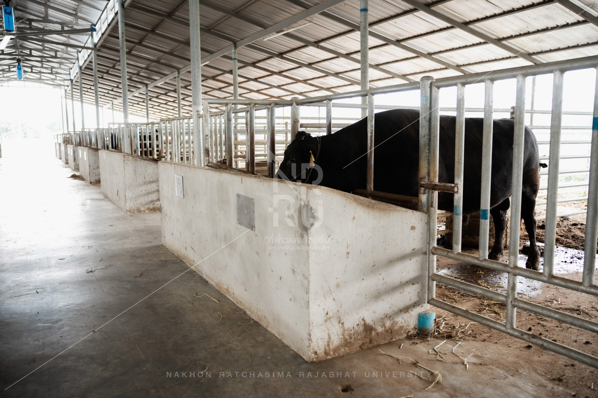 YZ Beef Cattle Farm in Si Khio District (25)